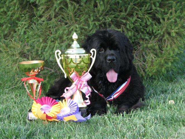 Фото: ньюфаундленд Оттава (Ottava)