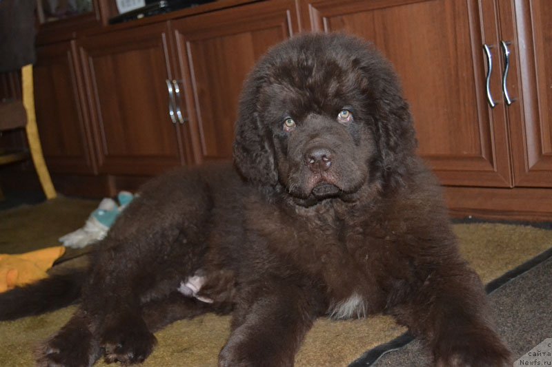 Фото: ньюфаундленд Нобл Кинг Май Лорд Симба