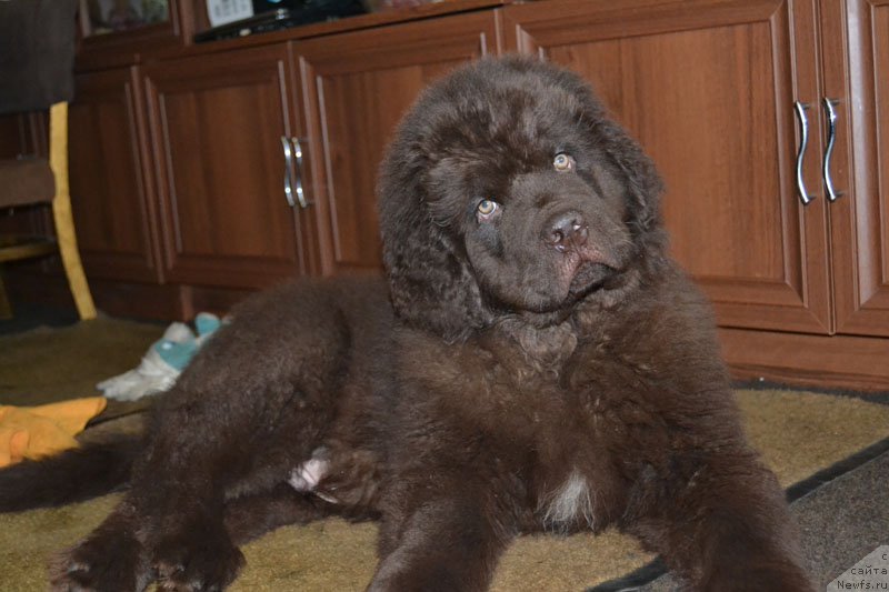 Фото: ньюфаундленд Нобл Кинг Май Лорд Симба