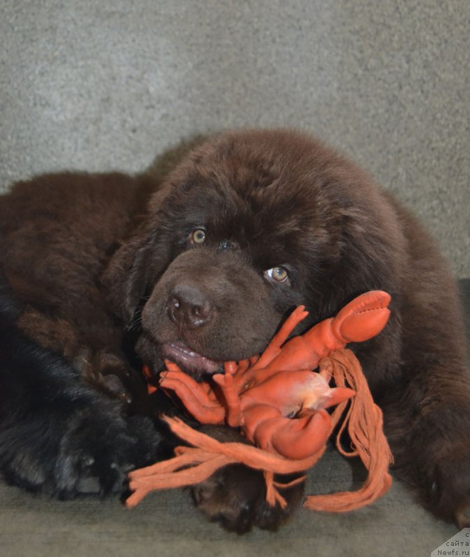 Фото: ньюфаундленд Нобл Кинг Май Лорд Симба