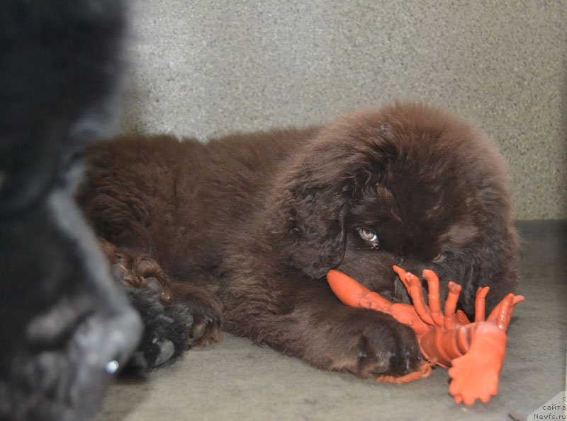 Фото: ньюфаундленд Нобл Кинг Май Лорд Симба