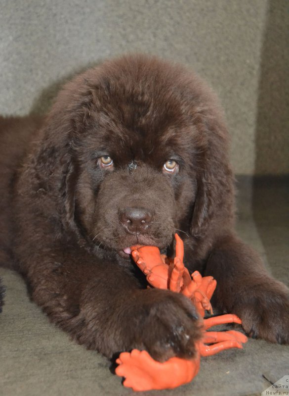 Фото: ньюфаундленд Нобл Кинг Май Лорд Симба