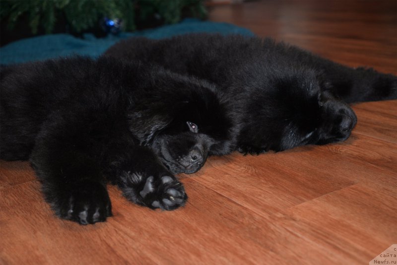 Фото: ньюфаундленд Черная Жемчужина от Сибирского Медведя, ньюфаундленд Bears Cove Lucky Break