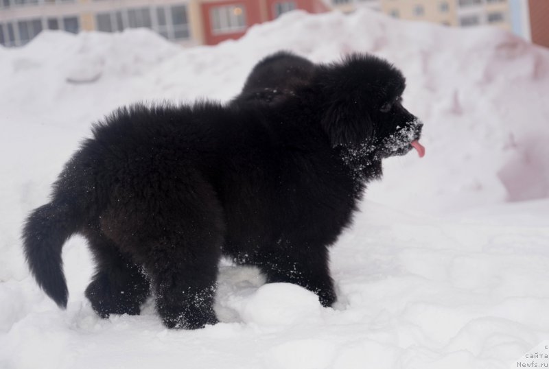 Фото: ньюфаундленд Черная Жемчужина от Сибирского Медведя, ньюфаундленд Bears Cove Lucky Break