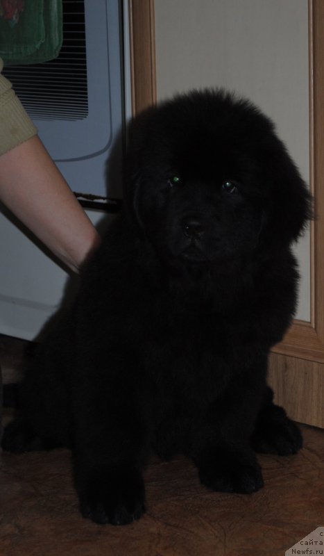 Фото: ньюфаундленд Моя Стихия Императрица Мария