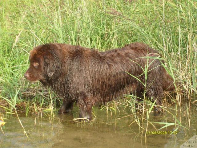 Фото: ньюфаундленд Таори Росс
