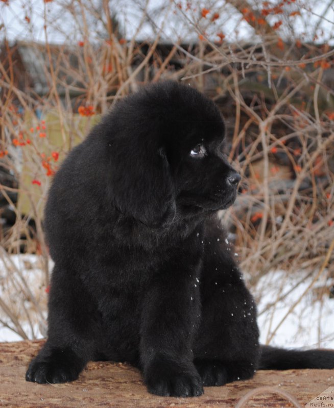 Фото: ньюфаундленд Моя Стихия Императрица Мария