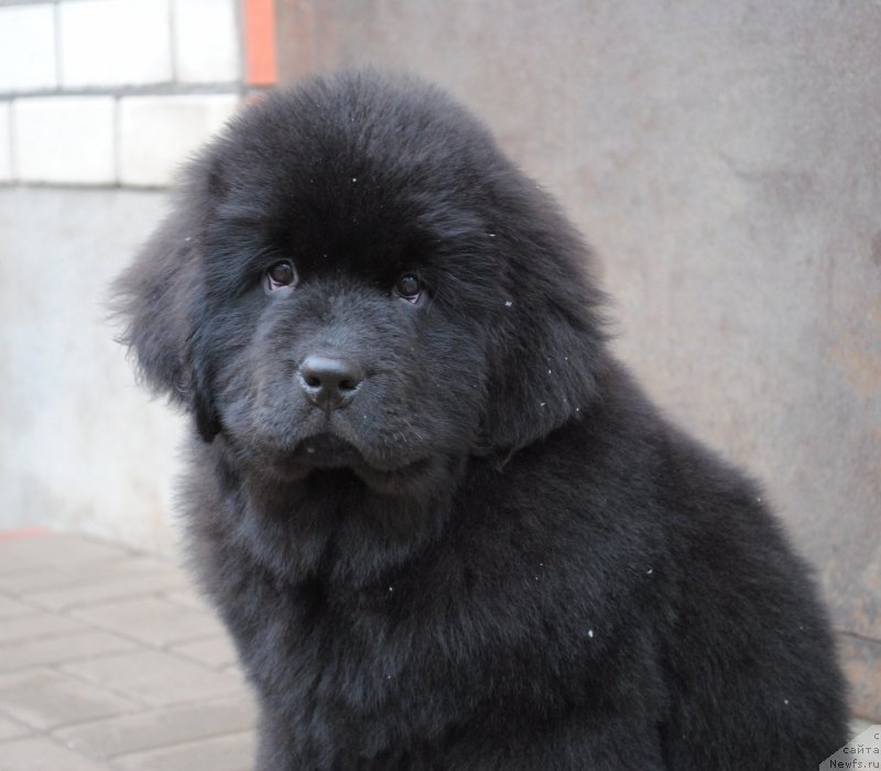 Фото: ньюфаундленд Моя Стихия Императрица Мария