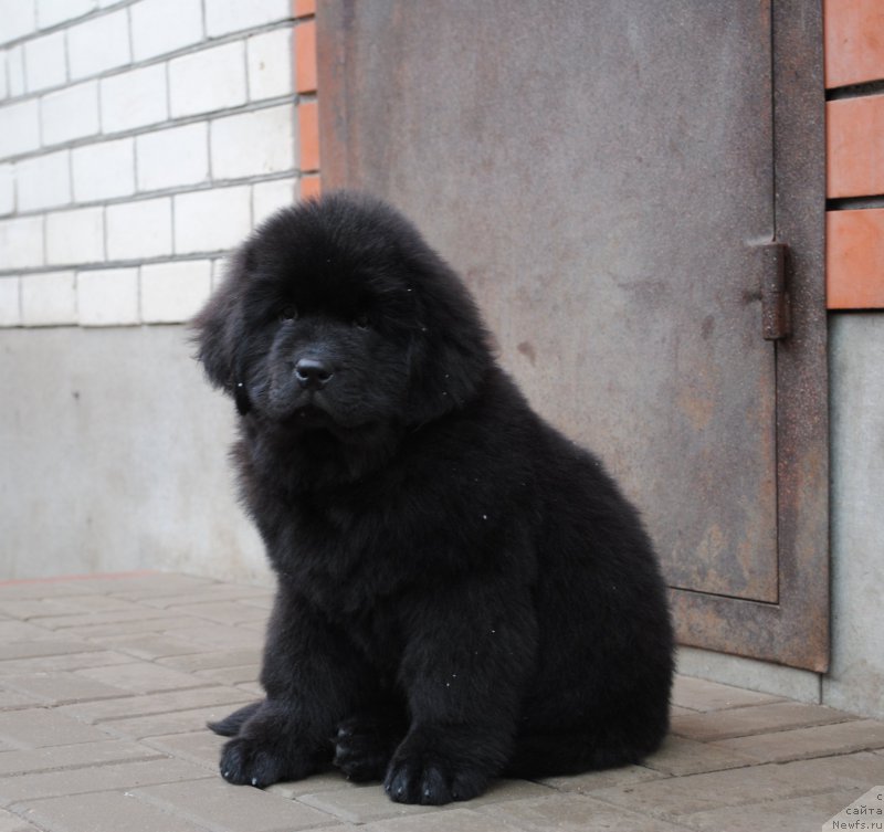 Фото: ньюфаундленд Моя Стихия Императрица Мария