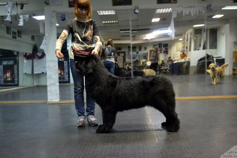 Фото: ньюфаундленд Лепесток Лилии, Жанна Шмелёва