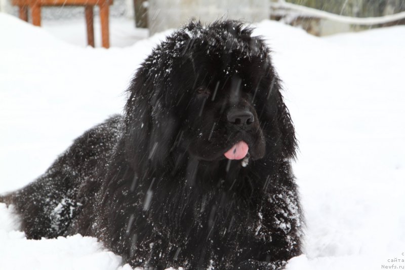 Фото: ньюфаундленд Фанньюф Граф Де Ла Фер