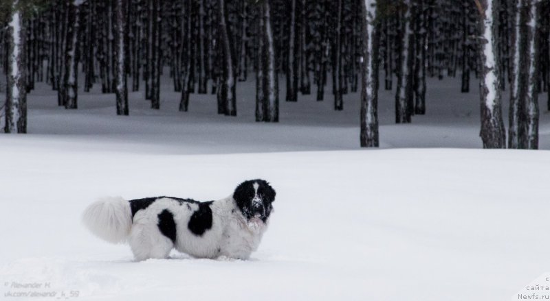Фото: ньюфаундленд Флюфи Аваланч Парадокс