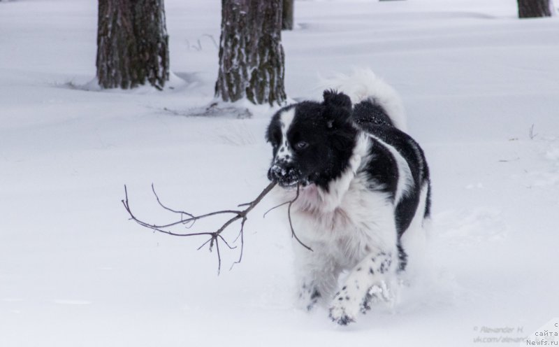 Фото: ньюфаундленд Флюфи Аваланч Парадокс