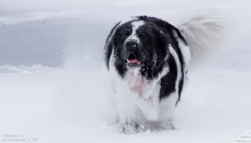 Фото: ньюфаундленд Флюфи Аваланч Парадокс