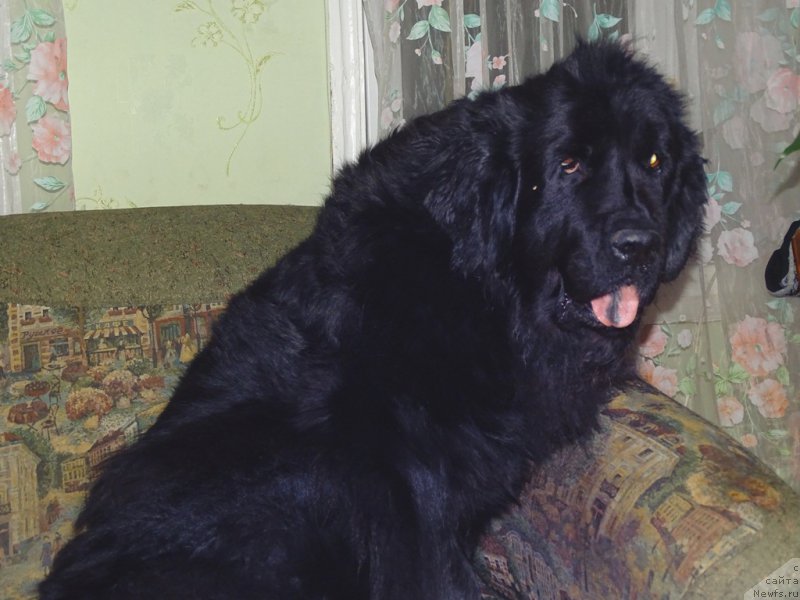 Фото: ньюфаундленд Лесная Сказка Лунная Соната