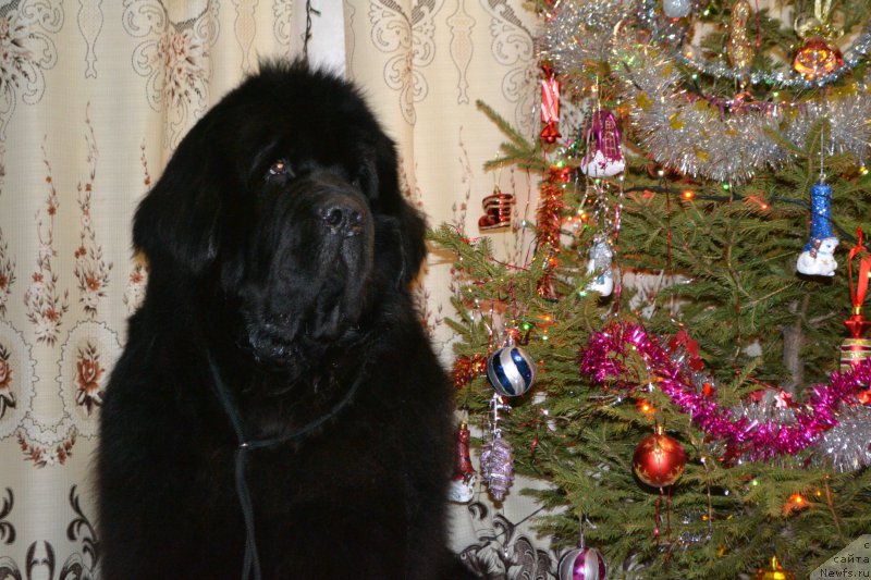 Фото: ньюфаундленд Симбад Покоритель Морей