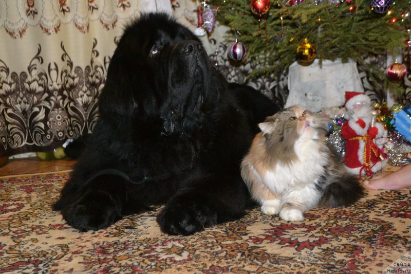 Фото: ньюфаундленд Симбад Покоритель Морей