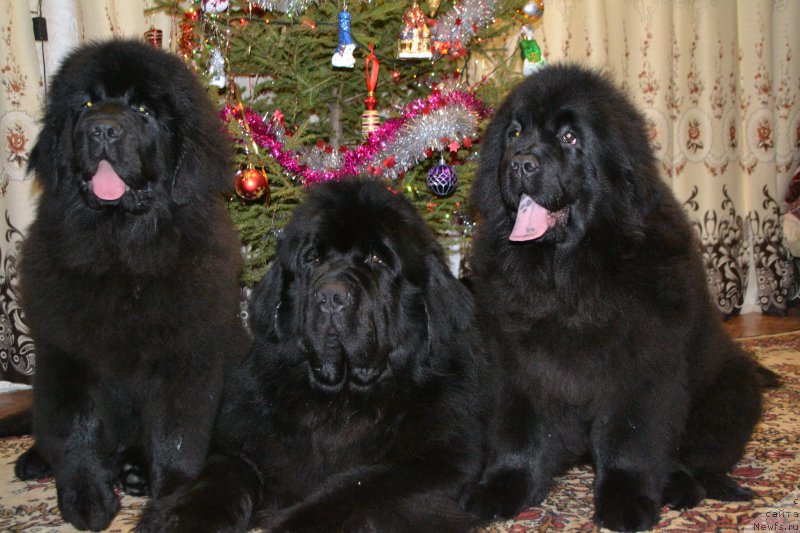 Фото: ньюфаундленд Назар Вятский Медведь (Nazar Vyatskiy Medved), ньюфаундленд Симбад Покоритель Морей, ньюфаундленд Многоликая Богиня Манифик (Mnogolikaya Boginya Manifik)
