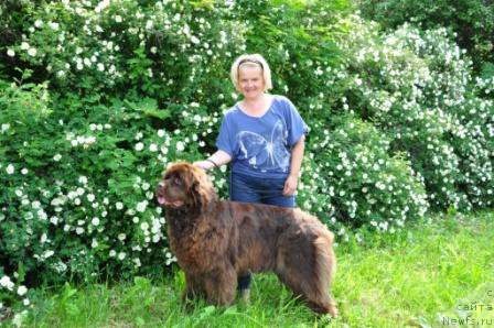 Фото: ньюфаундленд Евлампия Романова, Татьяна Крыгина