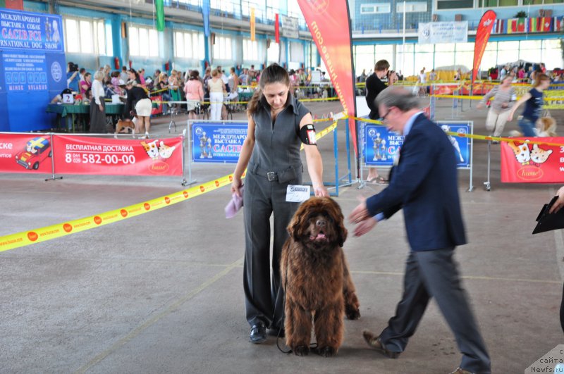 Фото: ньюфаундленд Евлампия Романова, Дубовская Наталья