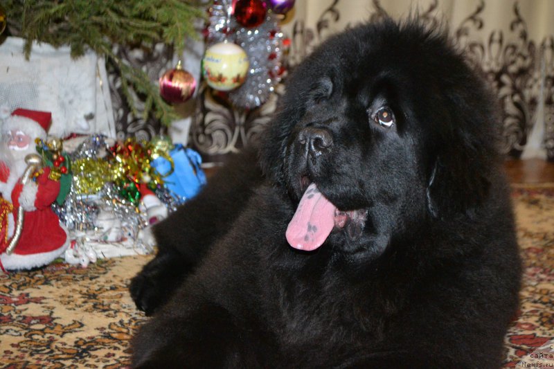 Фотография № 171771