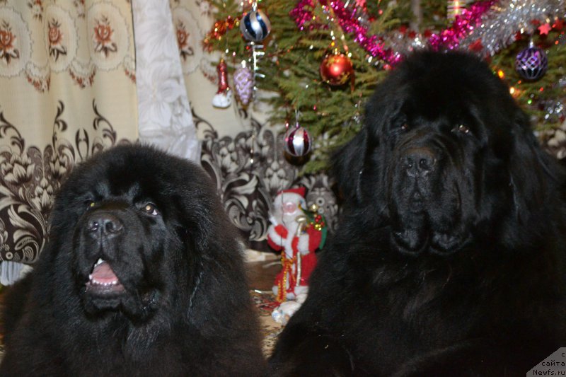 Фото: ньюфаундленд Назар Вятский Медведь (Nazar Vyatskiy Medved), ньюфаундленд Симбад Покоритель Морей