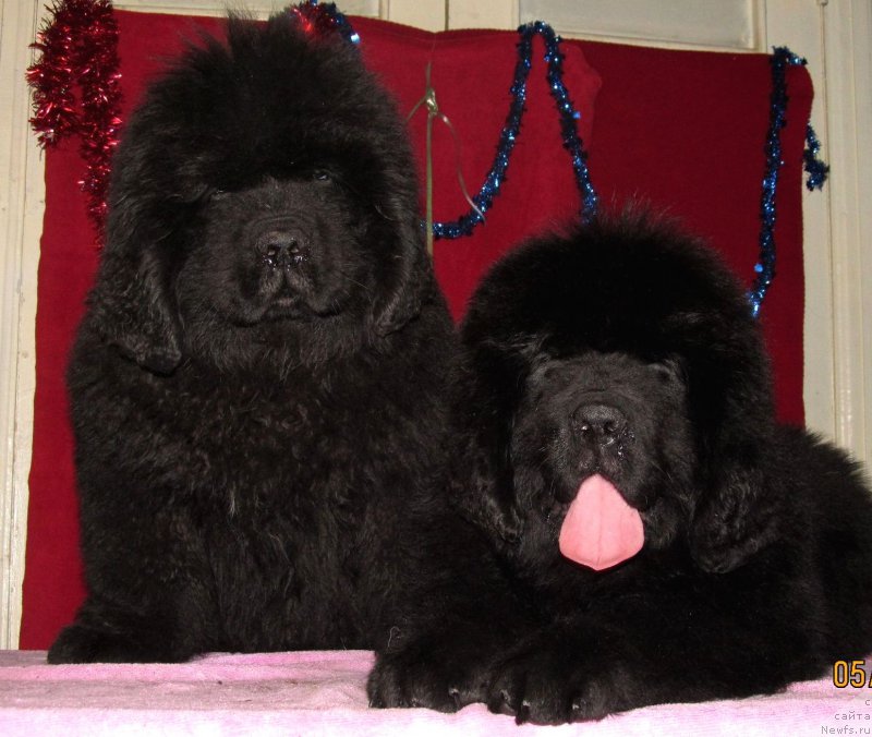 Фото: ньюфаундленд Смигар Эврисинг из Посибл (Smigar Everything iz Possible), ньюфаундленд Смигар Эври Бит ов Май Хат (Smigar Every Beat of My Heart)