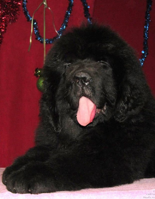 Фото: ньюфаундленд Смигар Эврисинг из Посибл (Smigar Everything iz Possible)