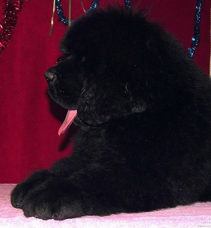 Фото: ньюфаундленд Смигар Эврисинг из Посибл (Smigar Everything iz Possible)