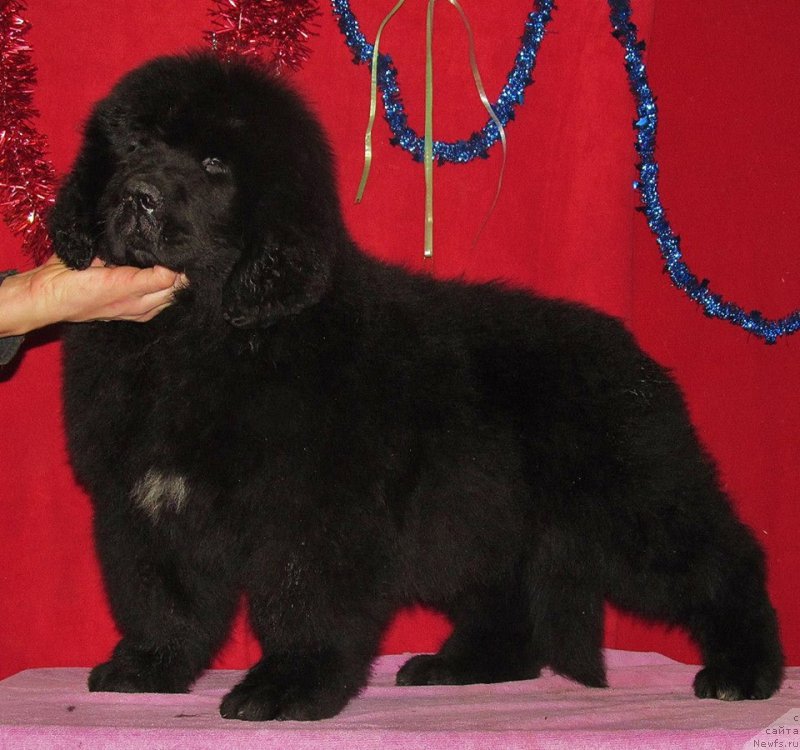 Фото: ньюфаундленд Смигар Эврисинг из Посибл (Smigar Everything iz Possible)