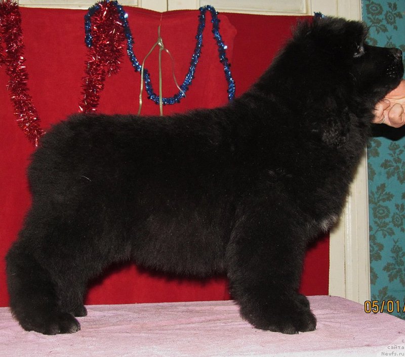 Фото: ньюфаундленд Смигар Эврисинг из Посибл (Smigar Everything iz Possible)