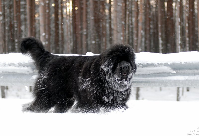 Фотография № 171785