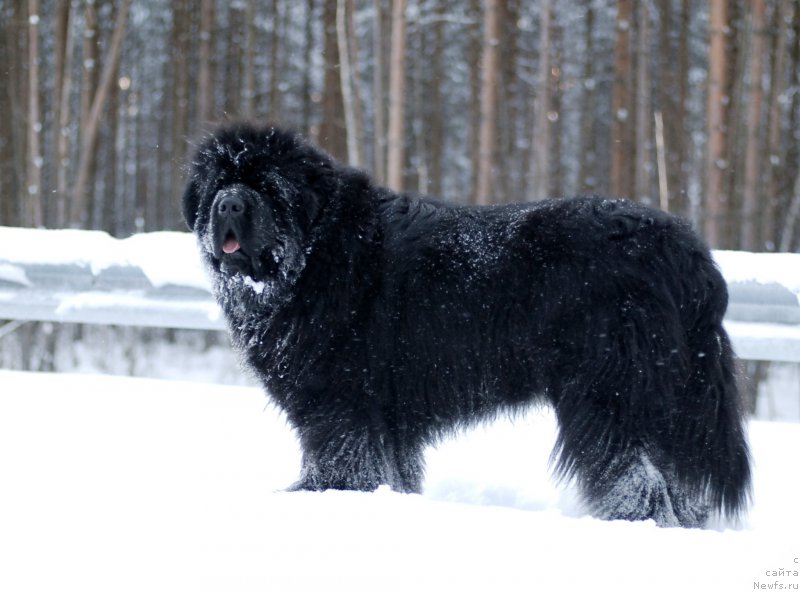 Фотография № 171786