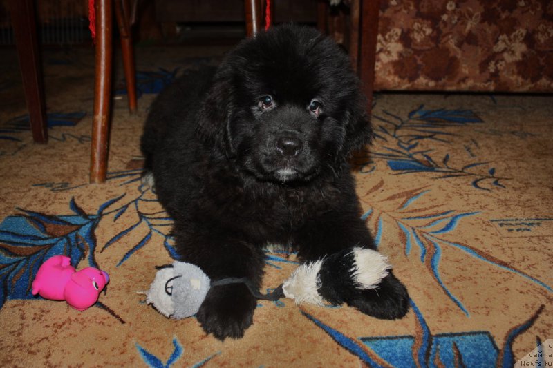 Фотография № 171790