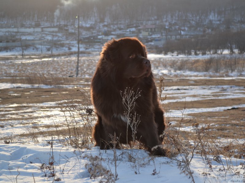 Фото: ньюфаундленд Акватория Келвин Риверданс (Aquatoriya Kelvin Riverdance)