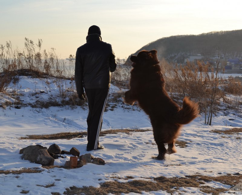 Фото: ньюфаундленд Акватория Келвин Риверданс (Aquatoriya Kelvin Riverdance)