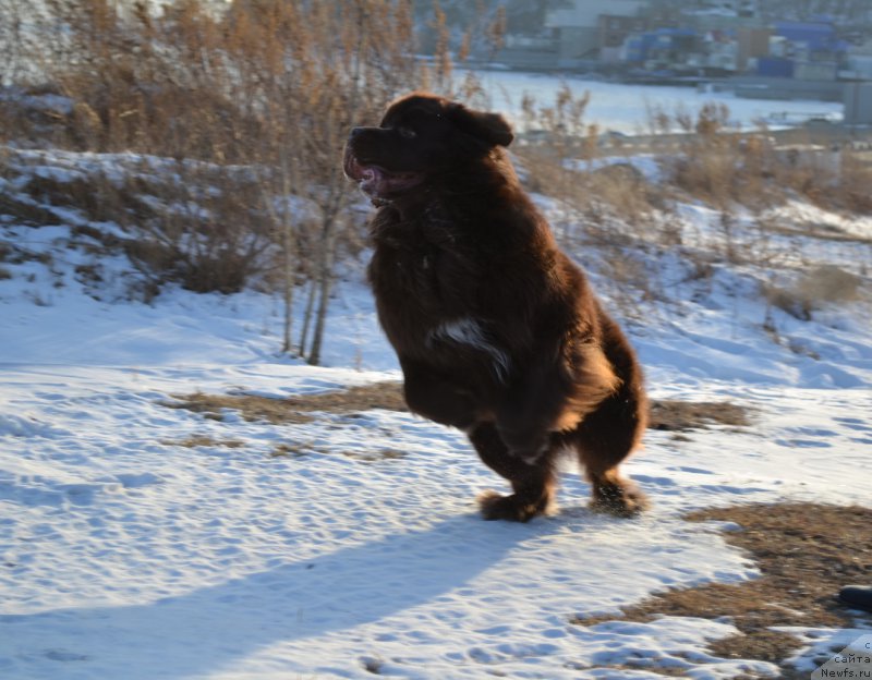 Фото: ньюфаундленд Акватория Келвин Риверданс (Aquatoriya Kelvin Riverdance)