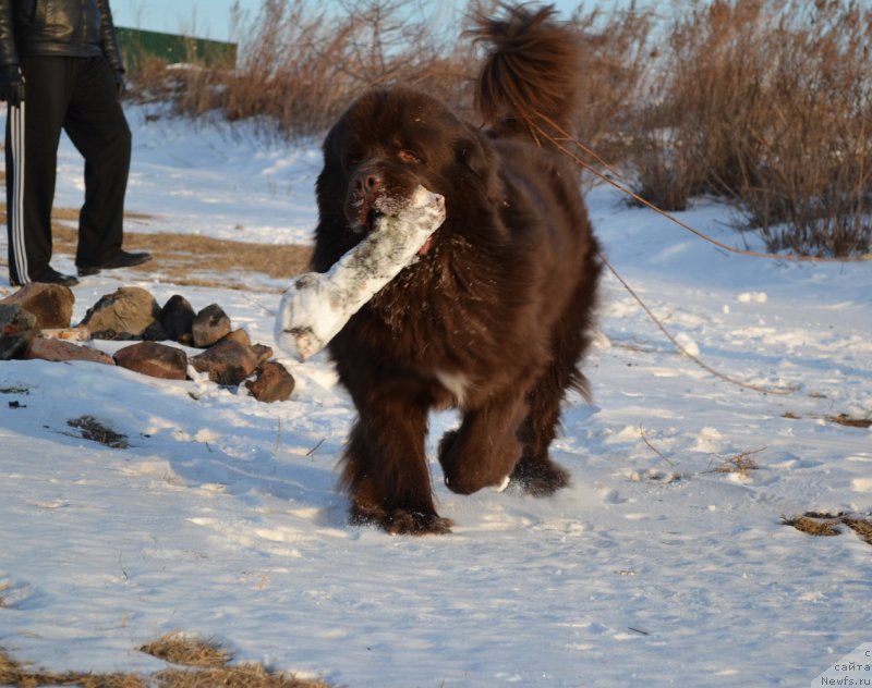Фото: ньюфаундленд Акватория Келвин Риверданс (Aquatoriya Kelvin Riverdance)