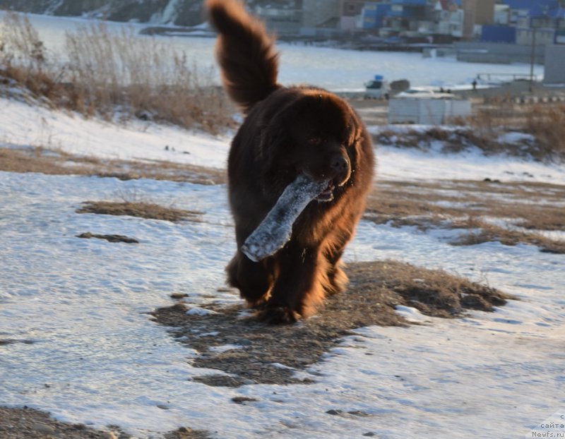 Фото: ньюфаундленд Акватория Келвин Риверданс (Aquatoriya Kelvin Riverdance)