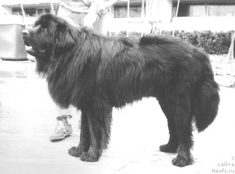 Фото: ньюфаундленд Ильхан Максле