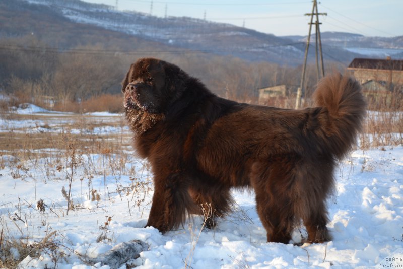 Фото: ньюфаундленд Акватория Келвин Риверданс (Aquatoriya Kelvin Riverdance)