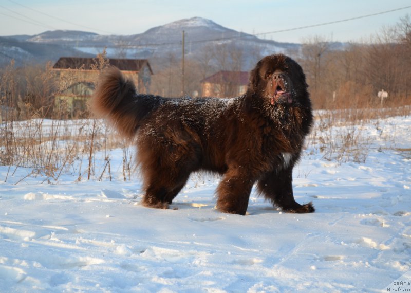Фото: ньюфаундленд Акватория Келвин Риверданс (Aquatoriya Kelvin Riverdance)