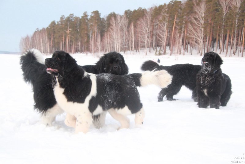 Фотография № 171816