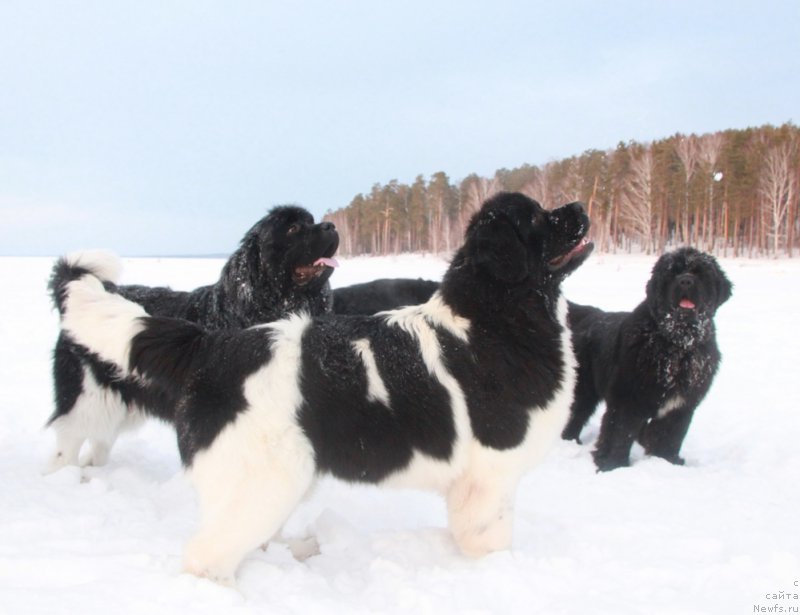 Фотография № 171817