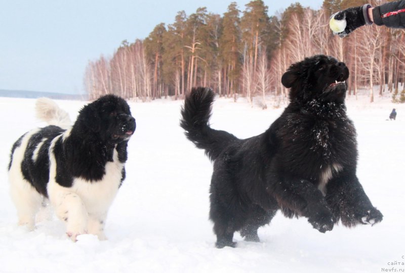 Фото: ньюфаундленд Аквиан Сонг Лаватера (Akvian Song Lavatera), ньюфаундленд Аквиан Сонг Кисс Фром Роуз (Akvian Song Kiss from Rouz)