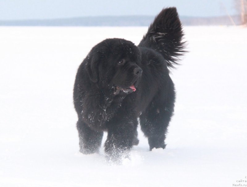Фото: ньюфаундленд Аквиан Сонг Ларс Бергер (Akvian Song Lars Berger)