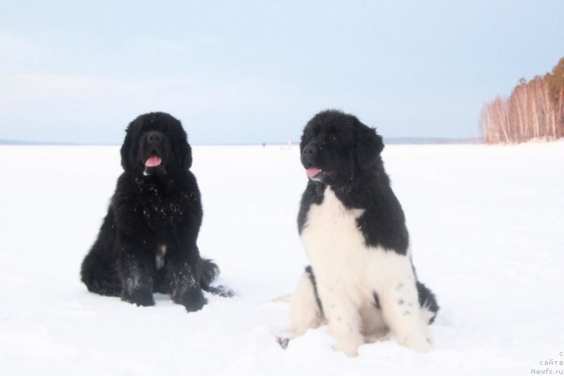 Фото: ньюфаундленд Аквиан Сонг Кисс Фром Роуз (Akvian Song Kiss from Rouz), ньюфаундленд Аквиан Сонг Ларс Бергер (Akvian Song Lars Berger)