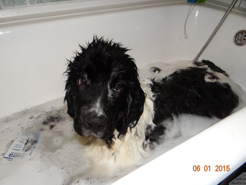 Фото: ньюфаундленд Беатрис Бьютифул от Сибирского Медведя