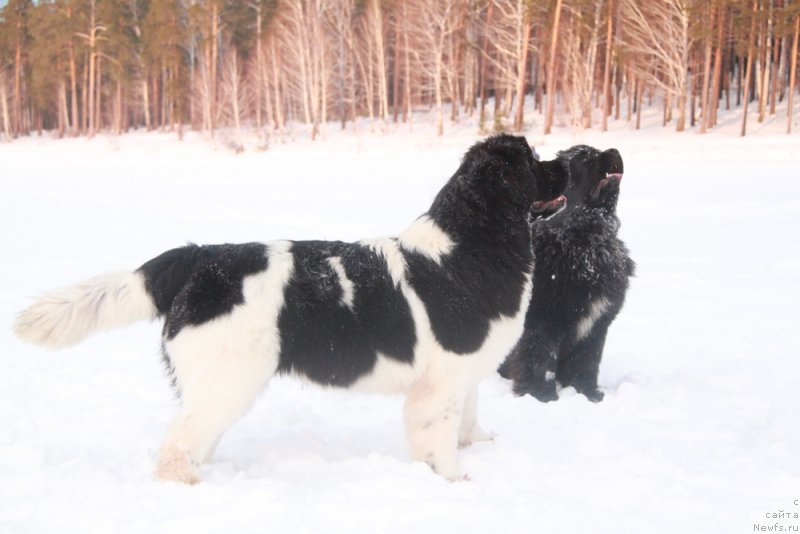 Фотография № 171829