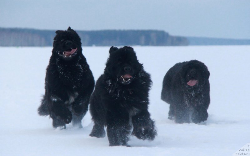 Фото: ньюфаундленд Аквиан Сонг Ларс Бергер (Akvian Song Lars Berger), ньюфаундленд Изумруд Моей Души, ньюфаундленд Аквиан Сонг Лаватера (Akvian Song Lavatera)